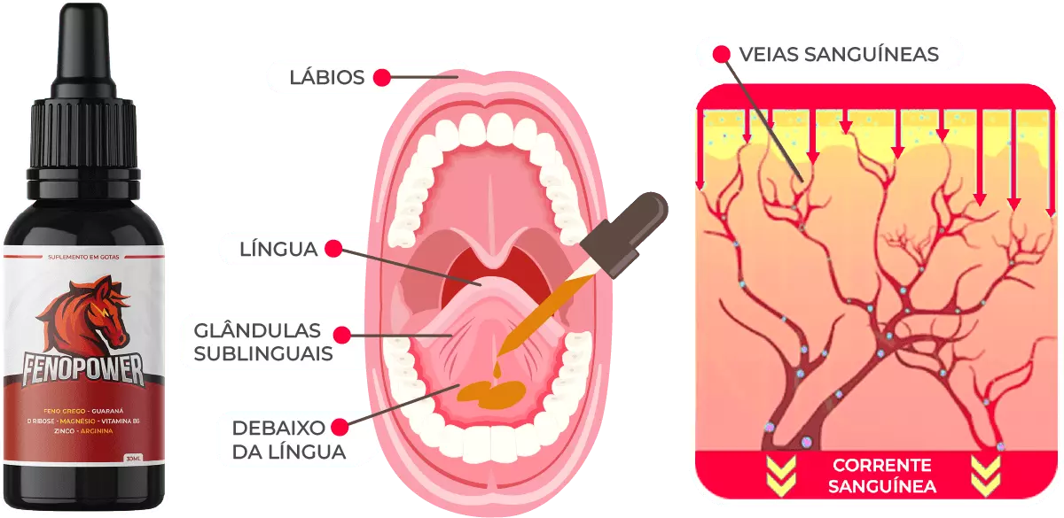 Demonstração de como é feito o uso todos os dias das gotas de Feno Power na corrente sanguínea
